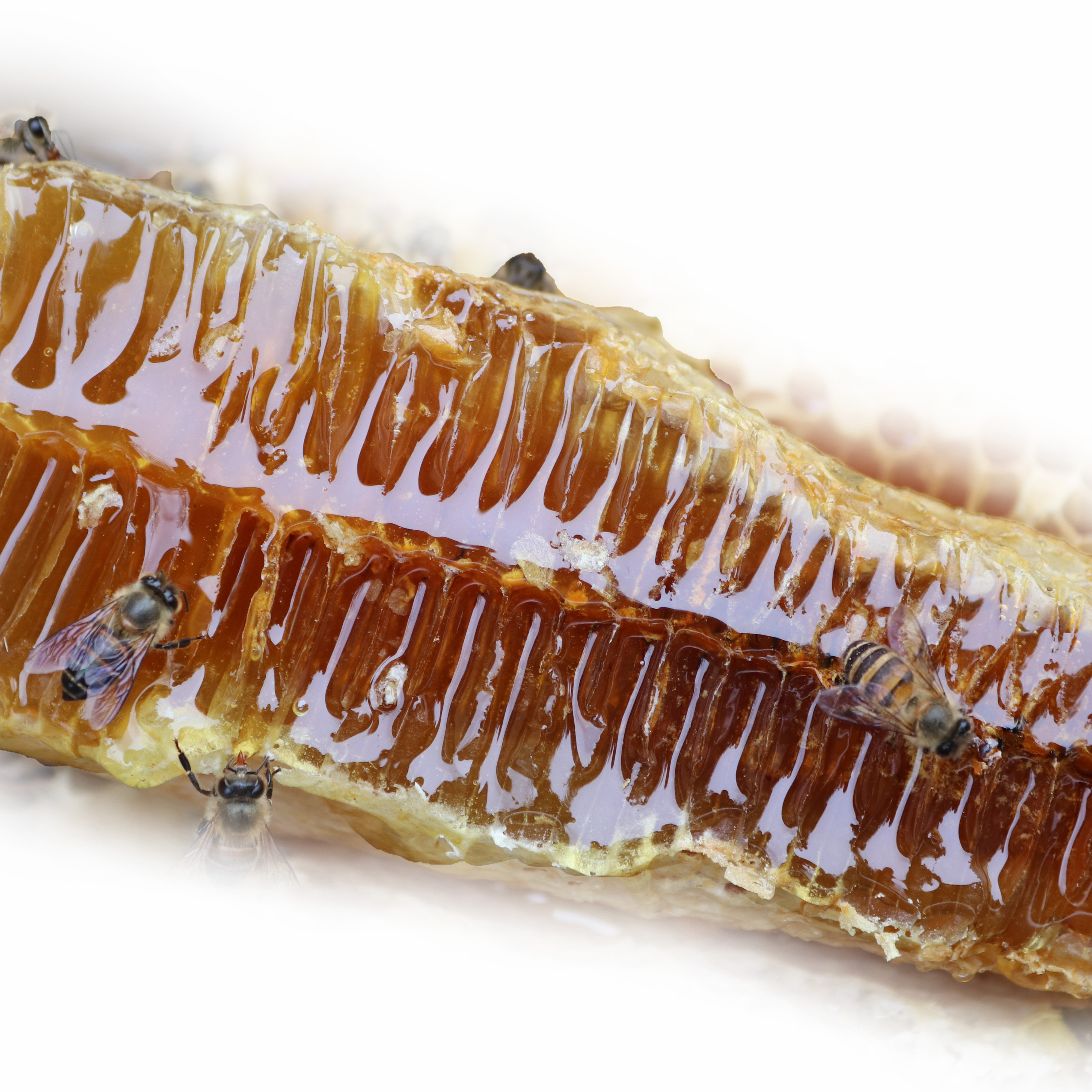 正宗蜂巢蜜嚼着吃盒装500g野生纯正天然百花蜜巢礼盒秦岭留坝蜂蜜