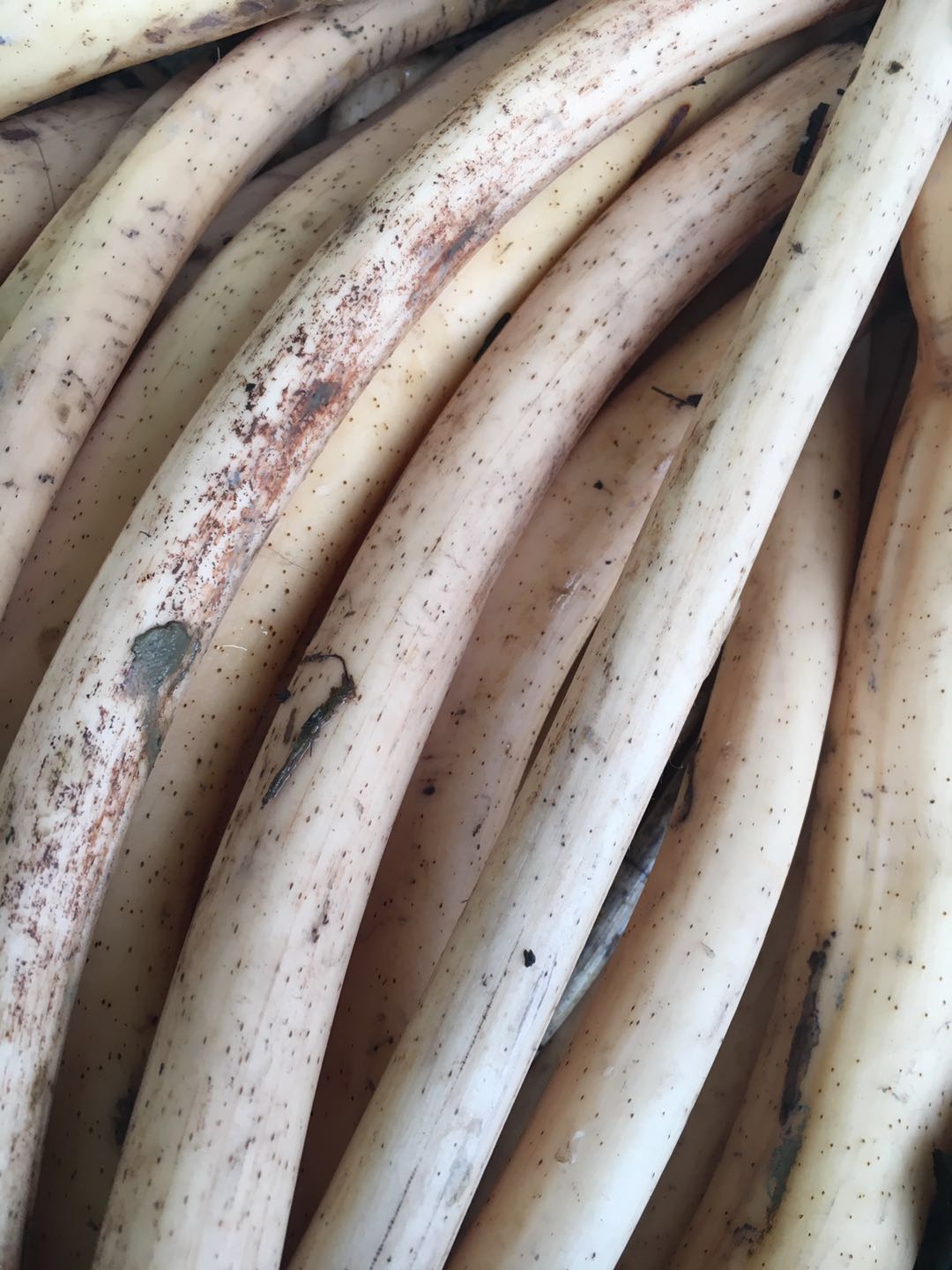 当天翁源野生新鲜小莲莲藕细连蛇莲南浦塘莲莲藕