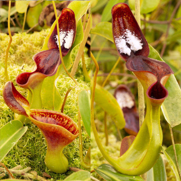 劳氏猪笼草实生小苗食虫植物稀有品种趣味绿植绿植