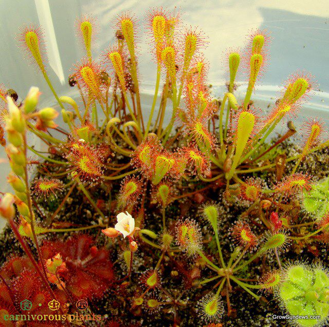 食虫植物巢型茅膏菜粘虫子能手食虫草绿植小盆栽