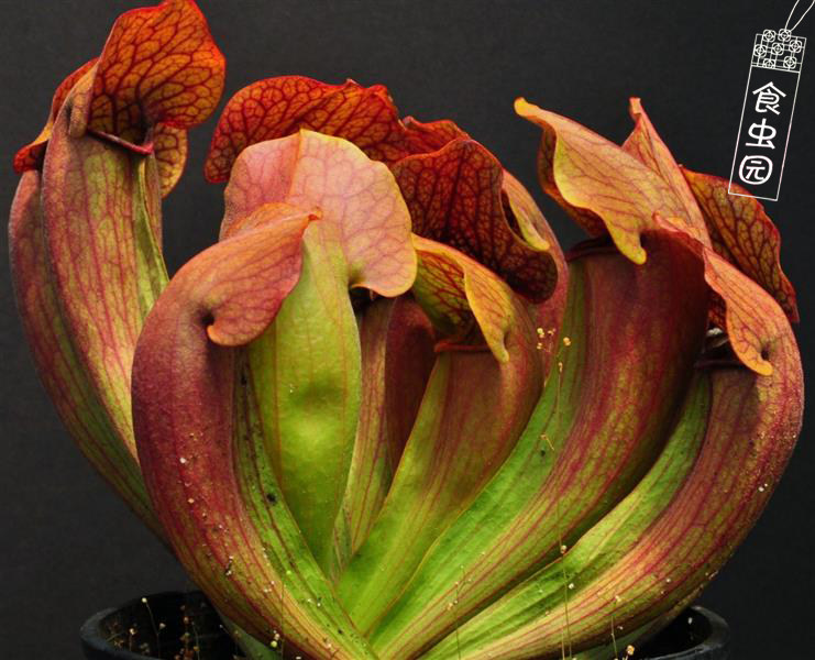 食虫绿植植物天鹅瓶子虫草食人趣味盆栽造景绿植