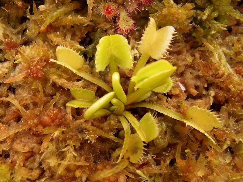 食虫植物狼人捕蝇小苗包邮绿植