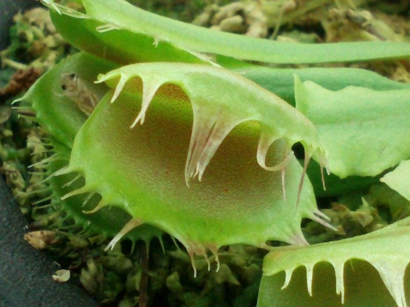 食虫植物-直立融齿捕蝇草(大特价小苗)