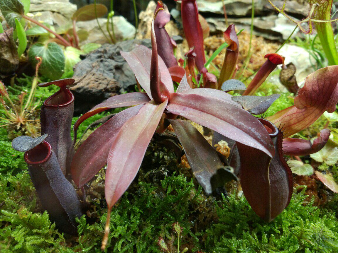 食虫植物红灯猪笼草食虫草食人绿植盆栽小苗绿植