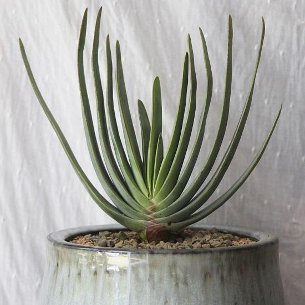 芦荟折扇风扇aplicatilis稀有扇形树状盆栽室内绿植多肉植物