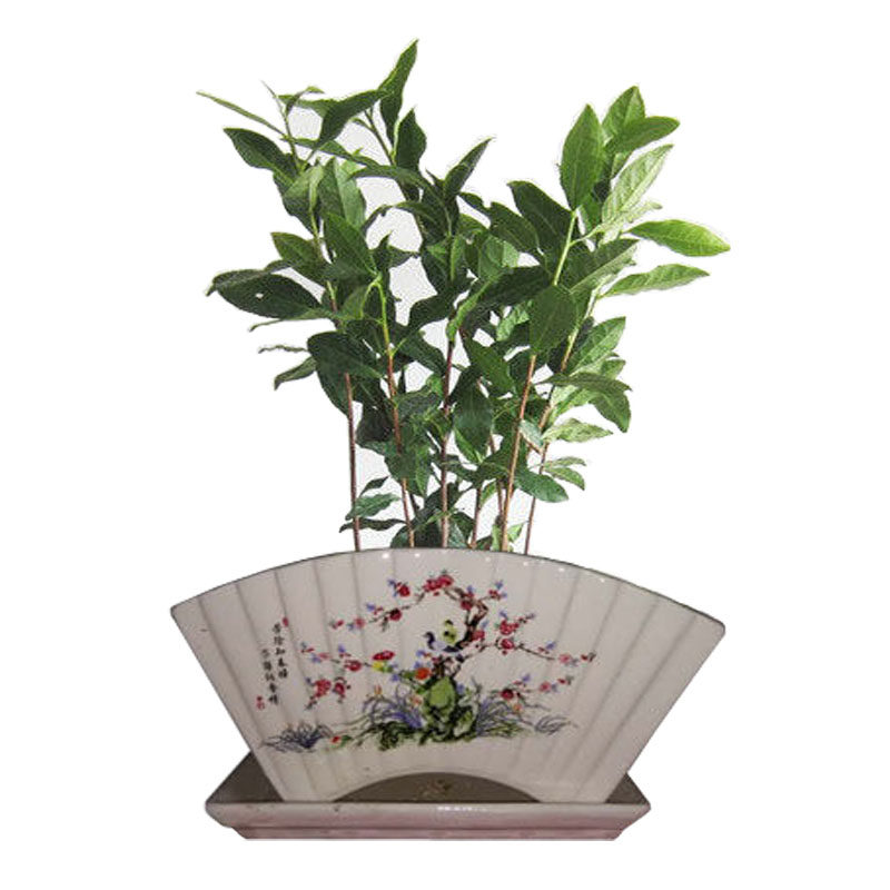 铁观音茶叶树苗茶树正宗安溪盆栽绿化苗木绿植时令草本花卉