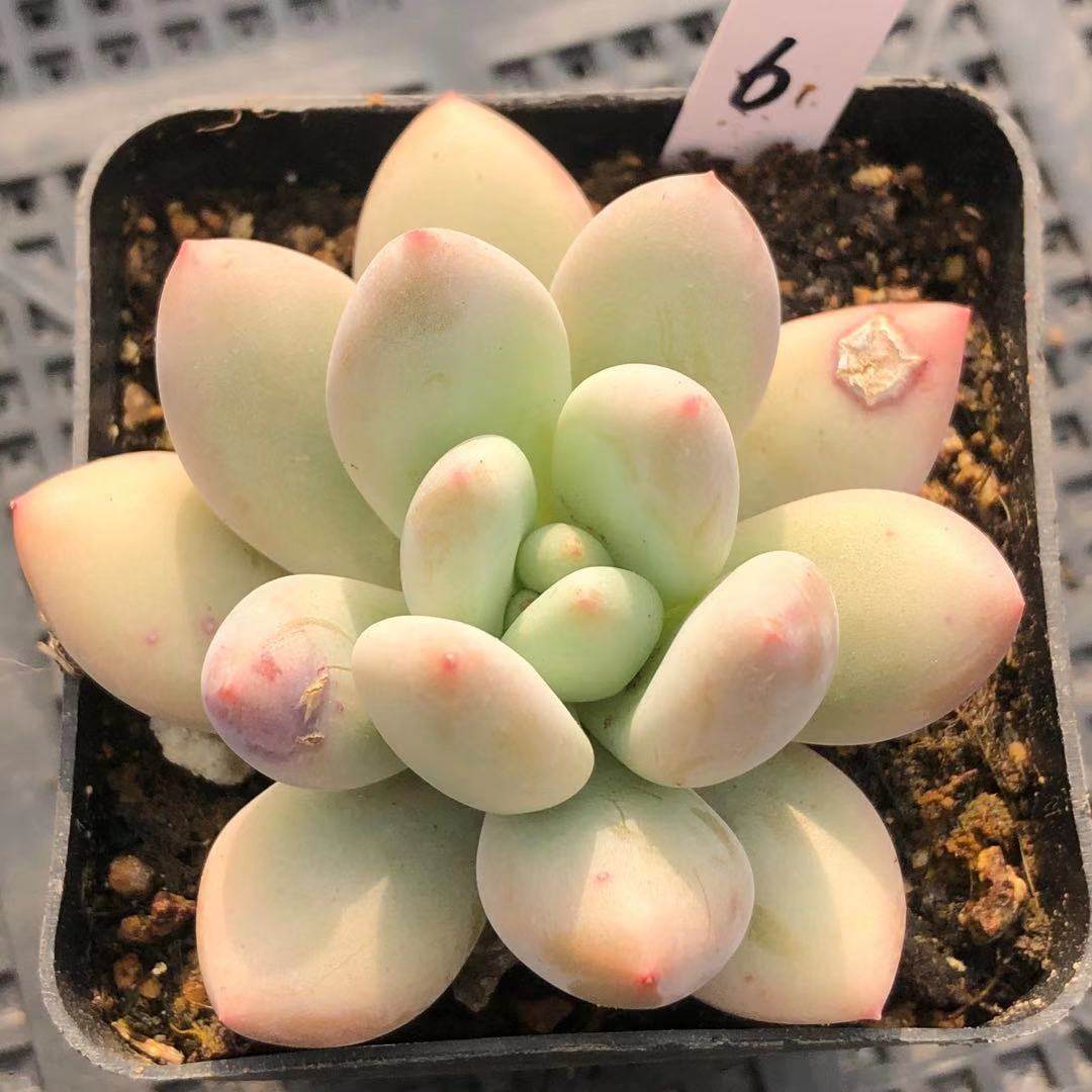 新香水香水多肉一物一拍精品韩系多植物货盆栽花多肉植物