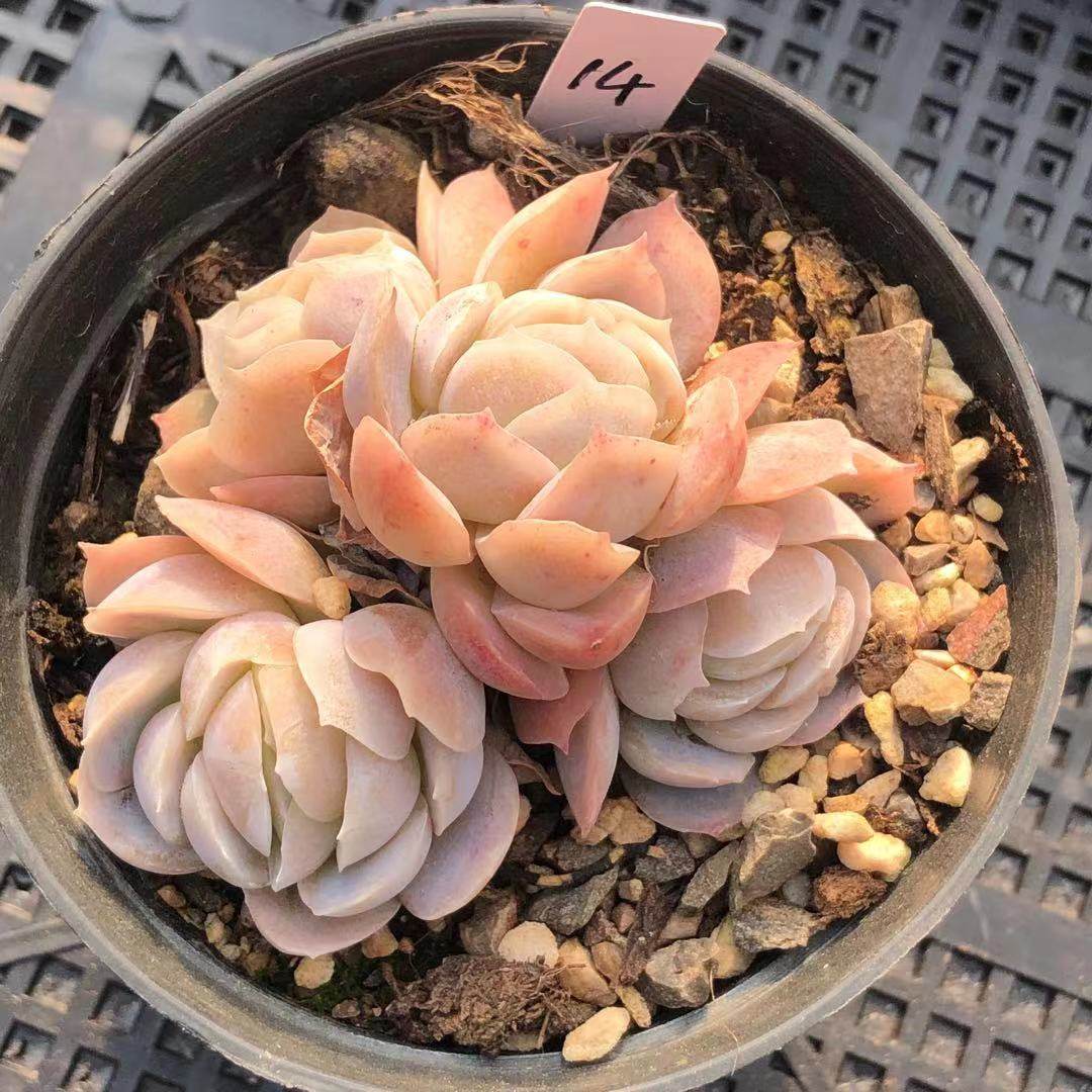 精品西娜多肉墨西哥玫瑰多头群生植物稀有品种多肉植物