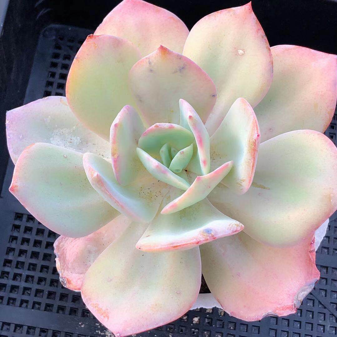 植物白凤精品多肉一物一拍老桩超大颗多盆栽多肉植物