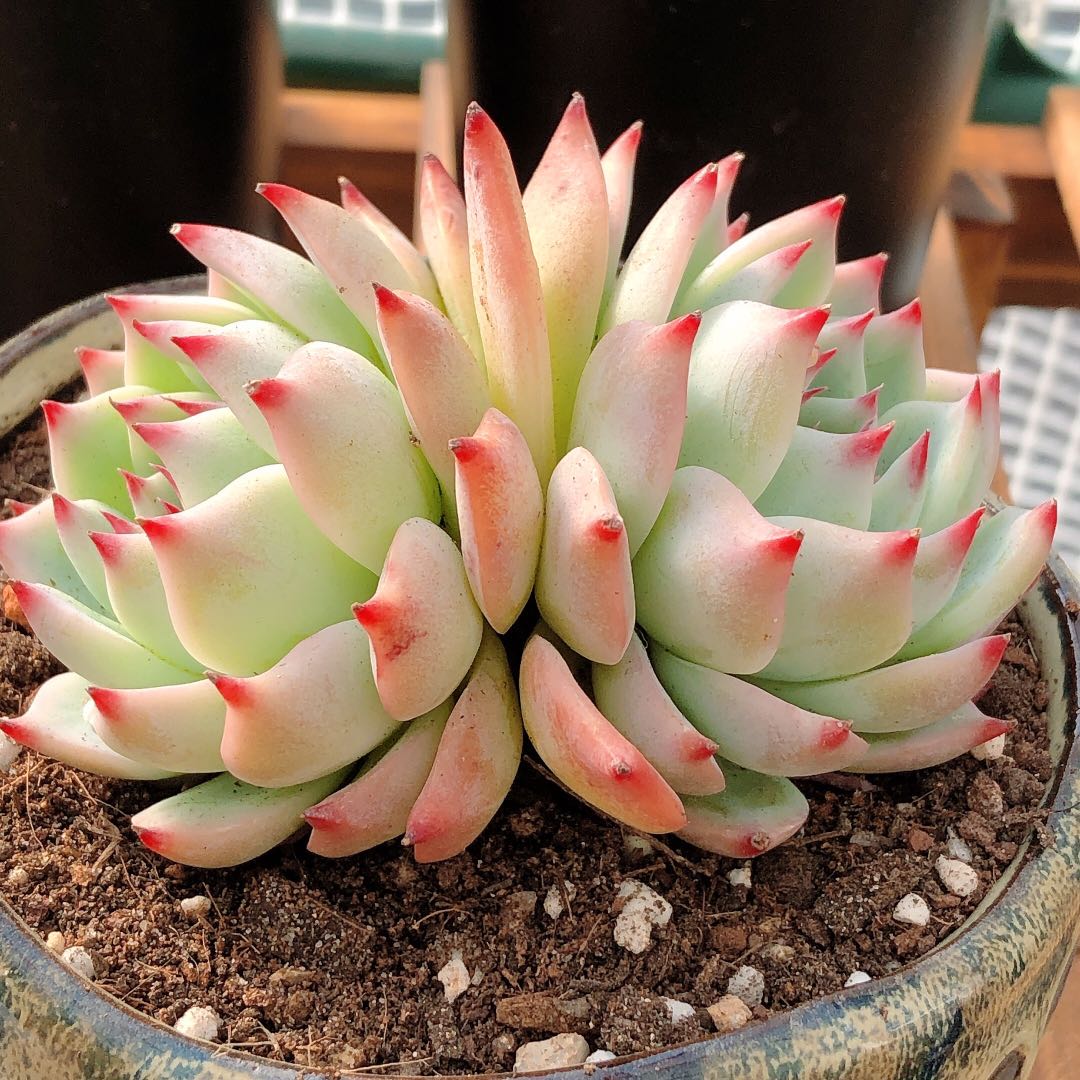 吉娃娃多肉精品贵货水蜜桃群生一物一拍多肉植物特价包邮花羊派