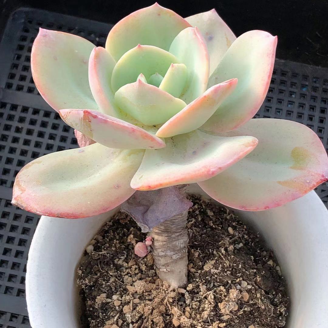 植物白凤精品多肉一物一拍老桩超大颗多盆栽多肉植物