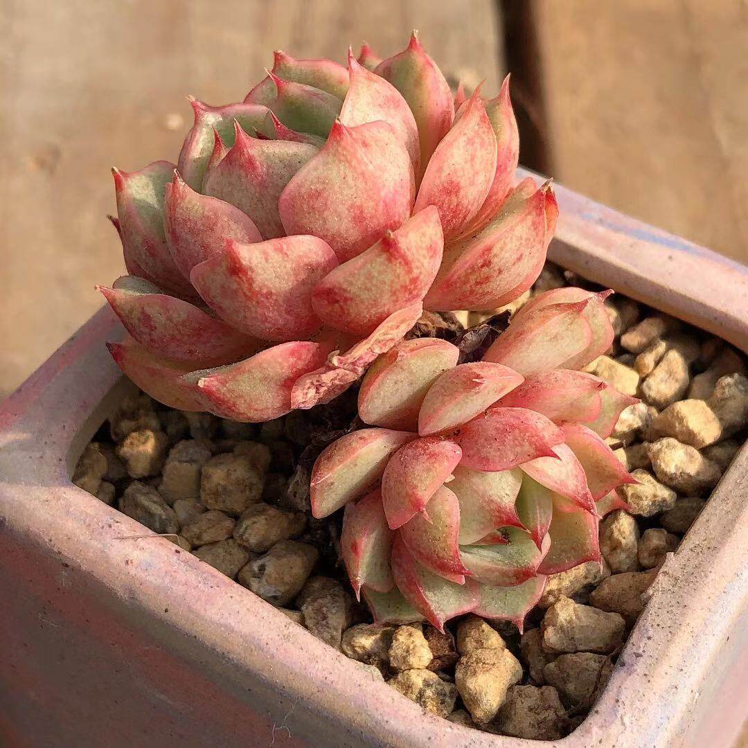 苯巴蒂斯多肉一物一拍老桩群生多头精品小贵多肉植物