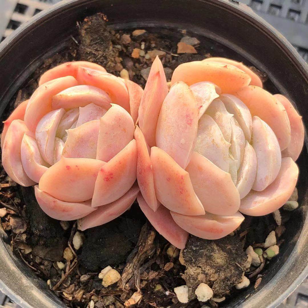 精品西娜多肉墨西哥玫瑰多头群生植物稀有品种多肉植物