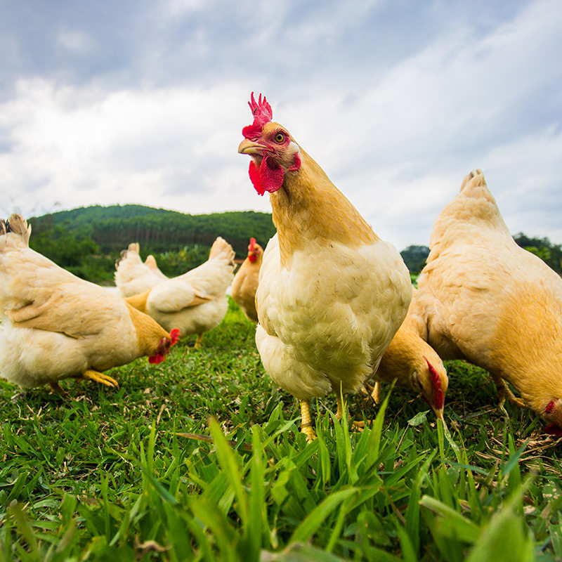 广西鸡整只新鲜冷冻走地母鸡养老农家金大叔皇鸡整鸡