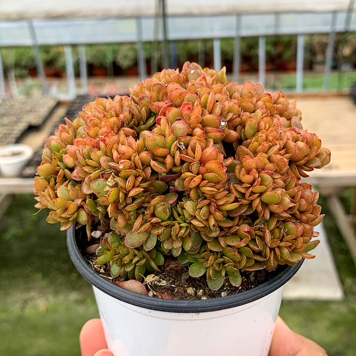 萱萱多肉植物园新品糖果缀化群办公室阳台甲醛防辐射多肉植物