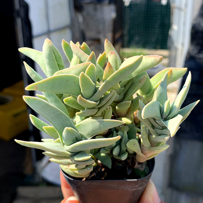 萱萱多肉植物园姬神刀办公室阳台绿植花卉甲醛防辐射多肉植物