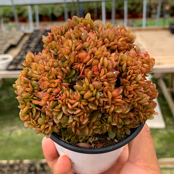 萱萱多肉植物园新品糖果缀化群办公室阳台甲醛防辐射多肉植物