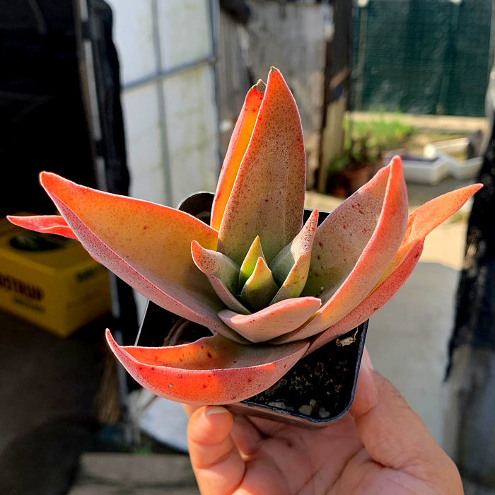 萱萱多肉植物园热卖品种阿尔巴神刀办公室阳台甲醛多肉植物