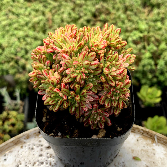 萱萱多肉植物植物园园新丸叶小人祭锦办公室阳台多肉植物