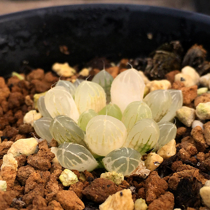 萱萱多肉植物园琥珀玉露阳台绿植花卉甲醛防辐射多肉植物