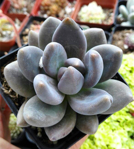 萱萱多肉植物紫丽黑美人办公室阳台绿植花卉甲醛多肉植物