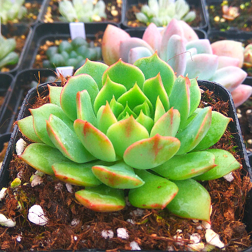 萱萱多肉植物园拉姆雷特拿铁绿植花卉甲醛防辐射多肉植物