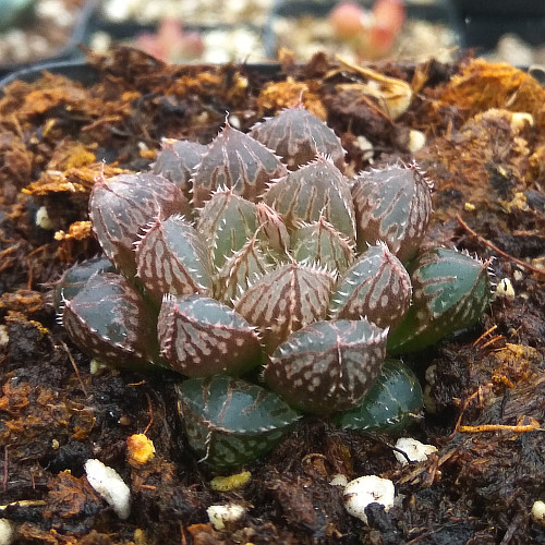 萱萱多肉植物园小叶楼兰阳台绿植花卉甲醛防辐射多肉植物