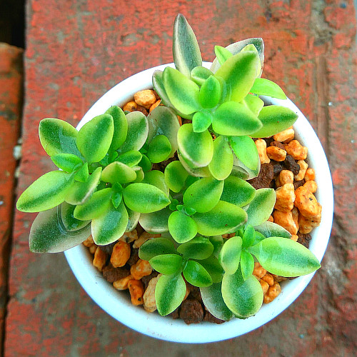 萱萱多肉植物园热卖新品雨心绿植花卉甲醛防辐射多肉植物