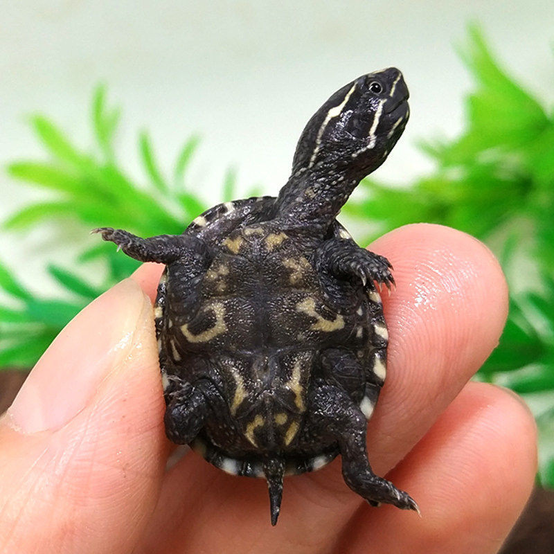 乌龟麝香活体宠物剃刀深水龟刀香苗蛋龟迷你龟