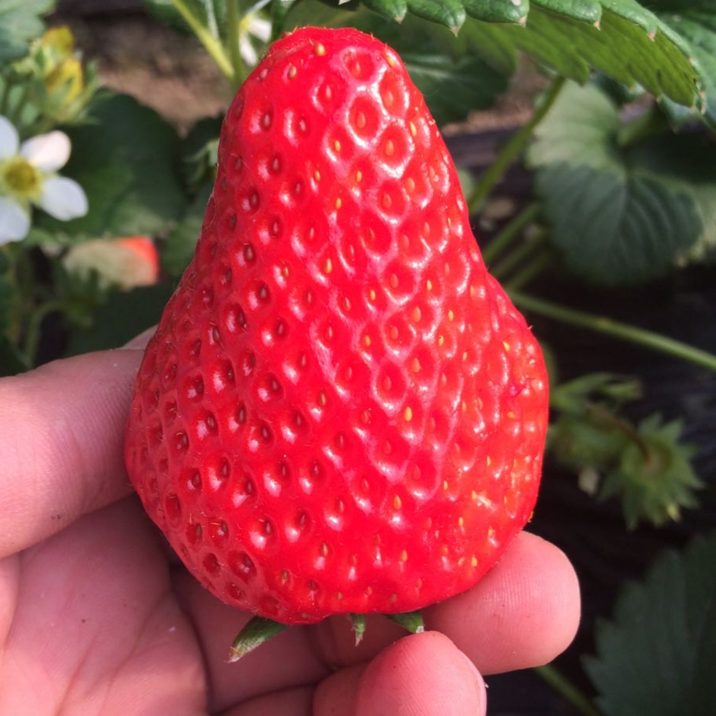 草莓丹东东港马家秸秆九九牛奶新鲜水果顺丰草莓