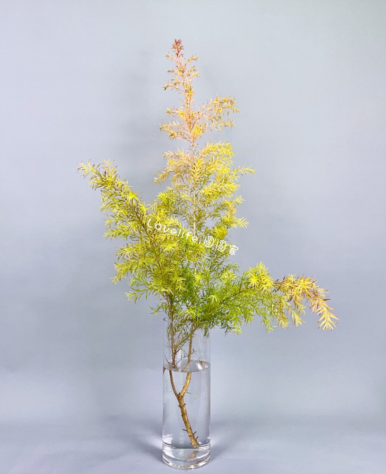 千层叶新鲜森林小森小清新新鲜龟背金黄羽叶春羽鲜花速递同城