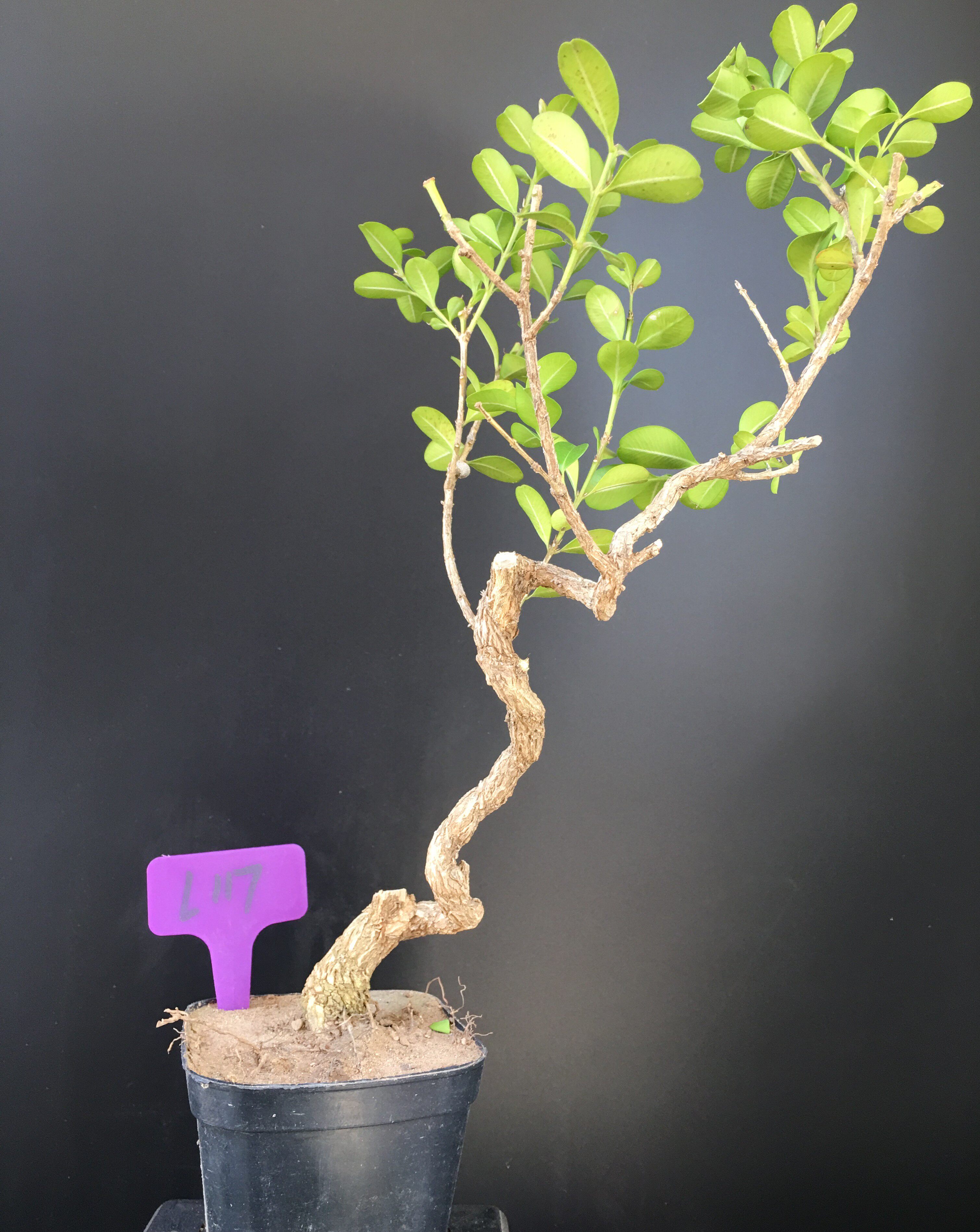 黄杨盆景直销微型瓜子树桩掌上造型盆栽一物绿植