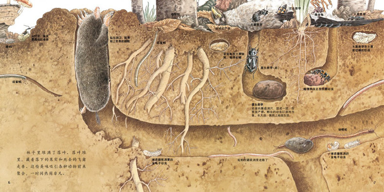 正版地底亲子百科自然中的土壤表层地下呈现绘本