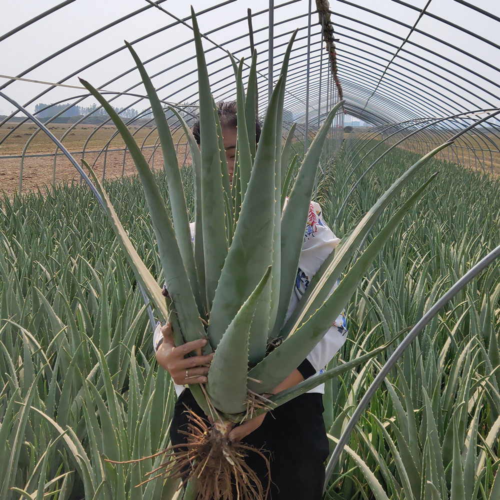 芦荟库拉拉索美容院专用灌肤盆栽可食用观赏甲醛绿植