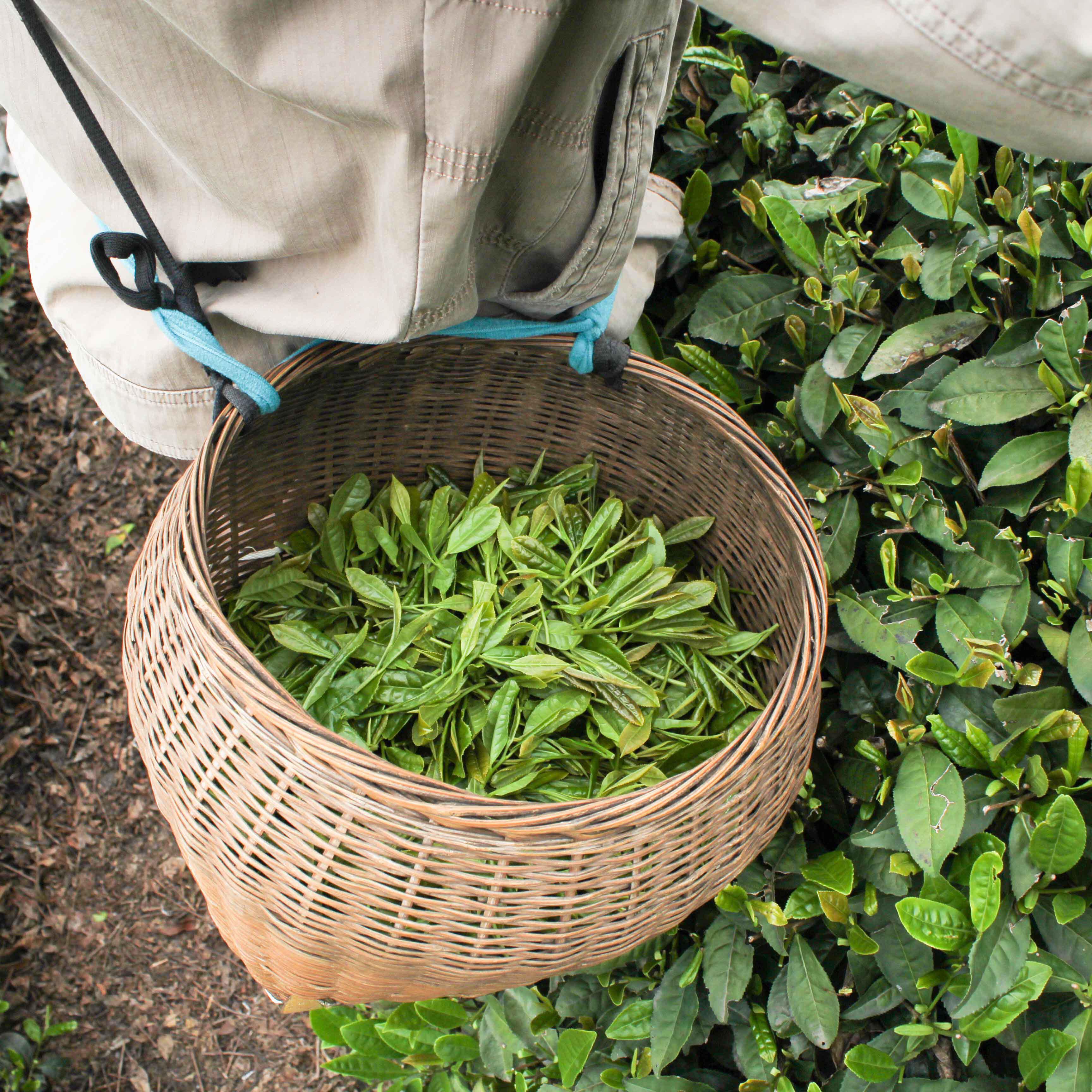 2022新茶绍兴上虞嵊州坞山辉白茶叶泉岗珠茶其它绿茶