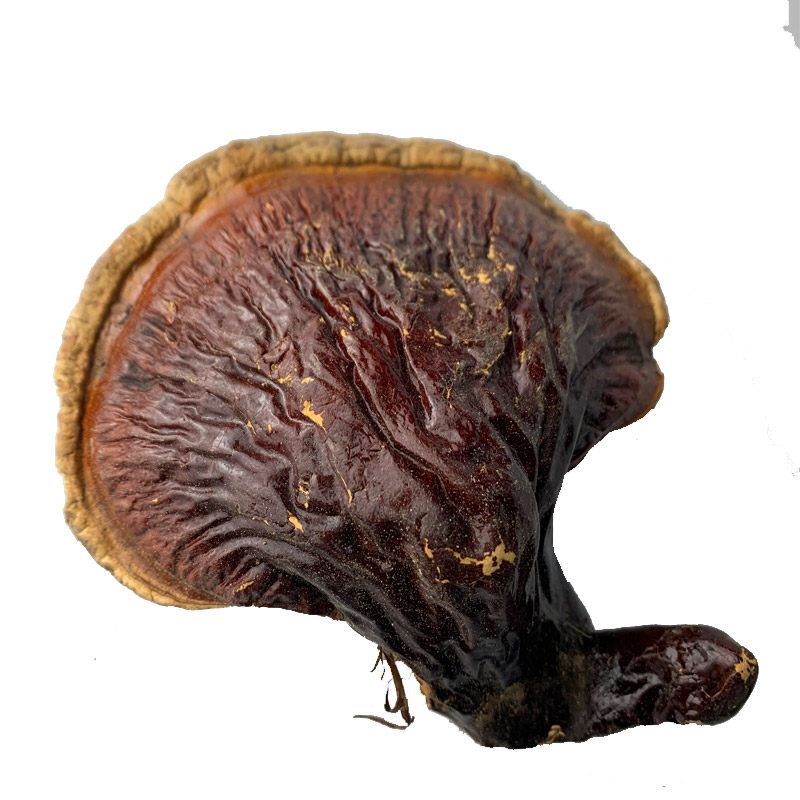 松杉灵芝赤灵芝林下木灵芝大个特级250g包邮长白山白肉灵芝煲汤