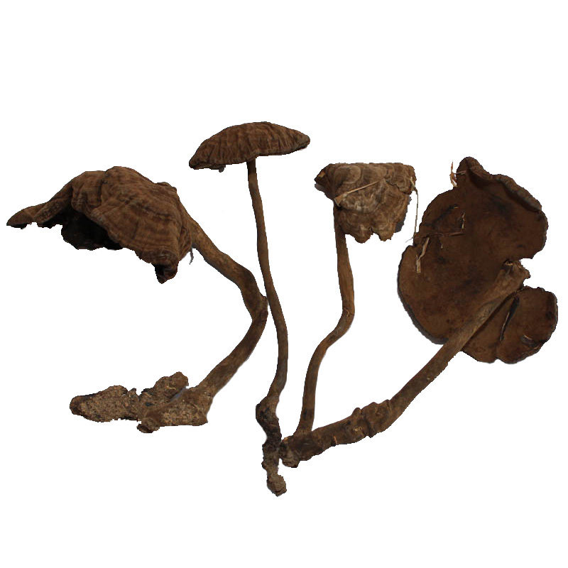 村姑娘 野生灵芝 黑芝 玄芝黑肉假芝假芝皱盖假芝香血灵芝