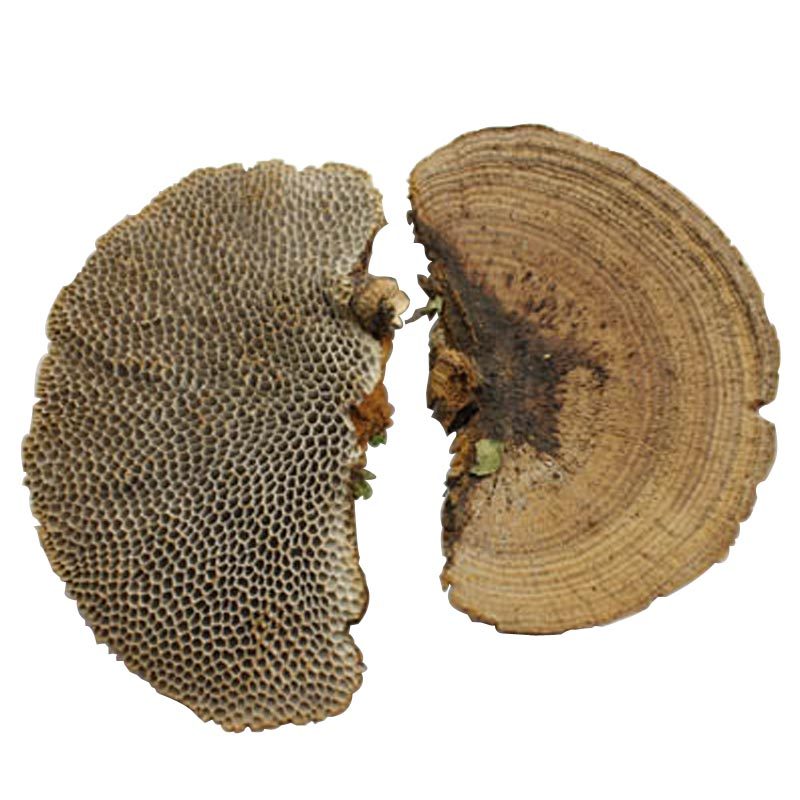 村姑娘野生蜂窝灵芝毛蜂窝菌250g精选优质大块单个10cm以上