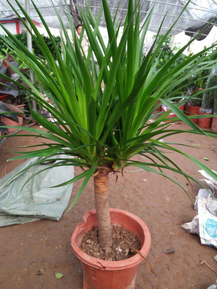 龙血龙须树室内盆栽客厅书房办公室防辐射甲醛植物绿植