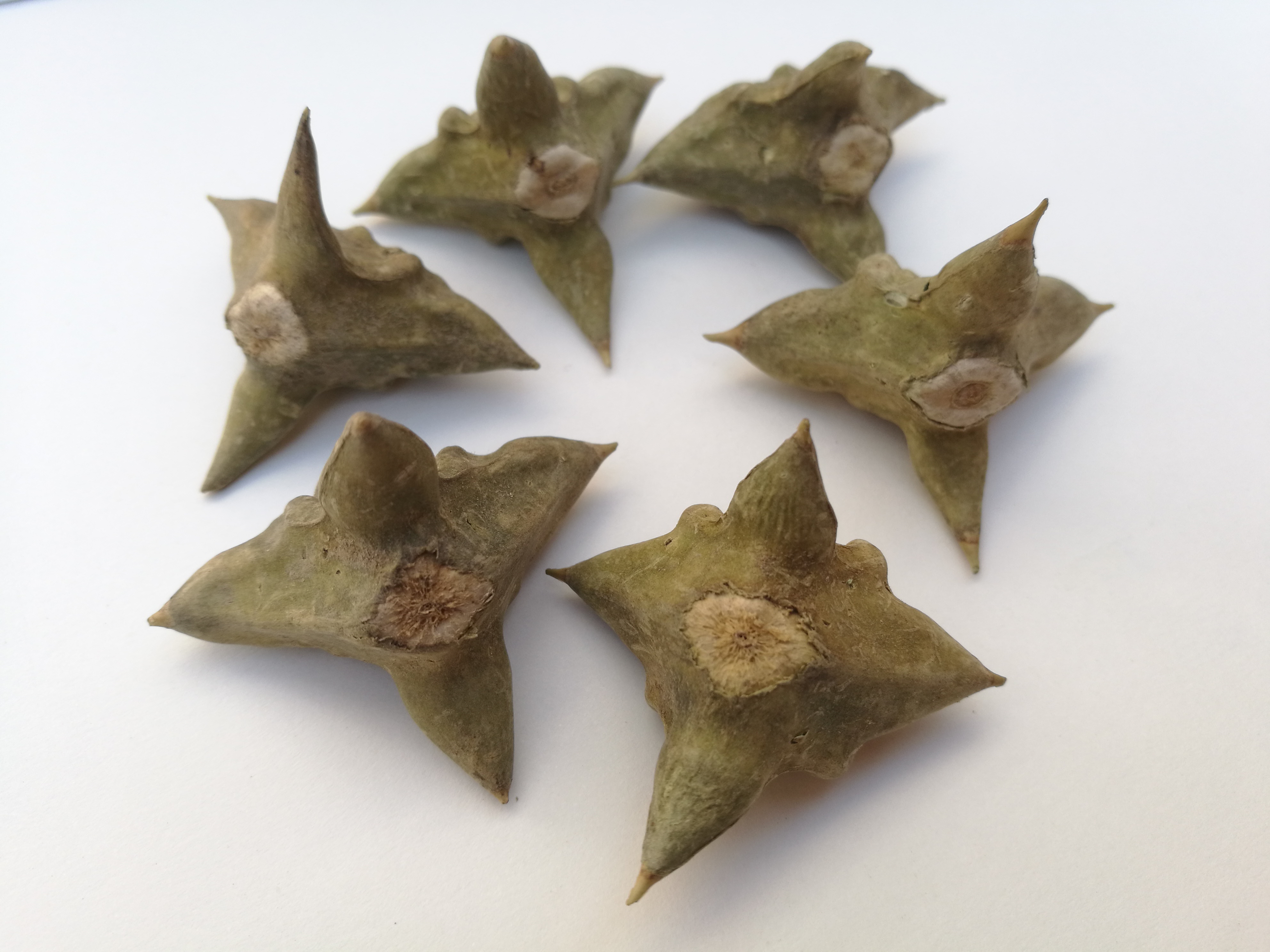 菱角2021年洪泽湖野生四角新鲜现摘非落自然晒干菱角