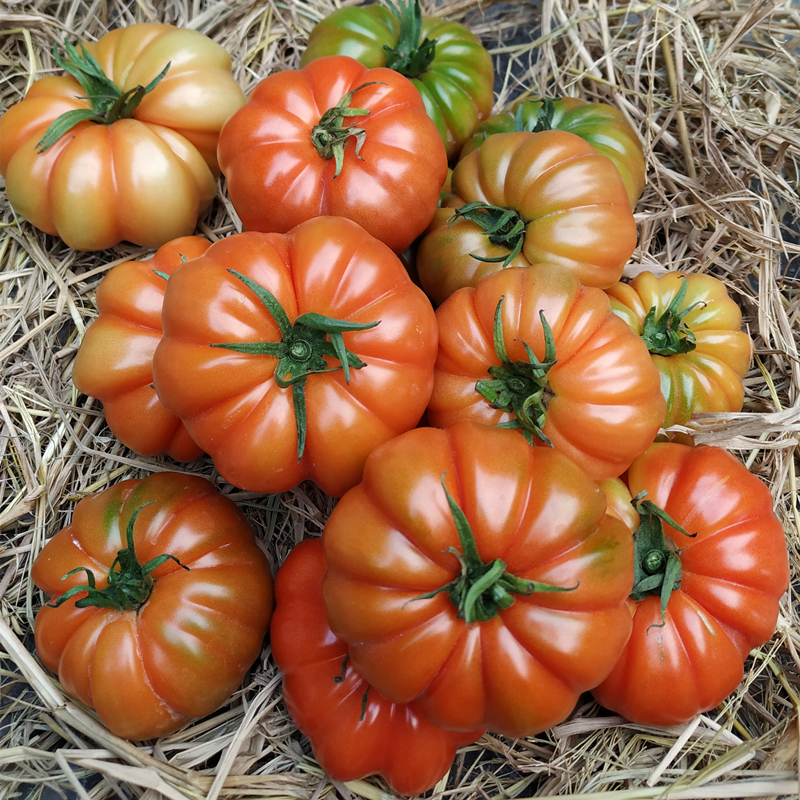 潮汕马蹄番茄新鲜现摘生吃自然熟老品种传家宝番茄