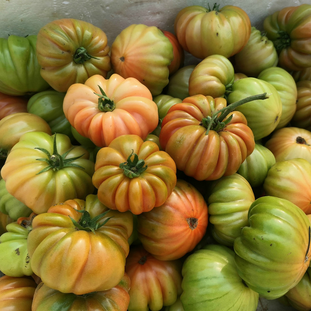 山泉水高山马蹄大番茄潮汕老味道农家西红柿新鲜现摘生吃水果5斤