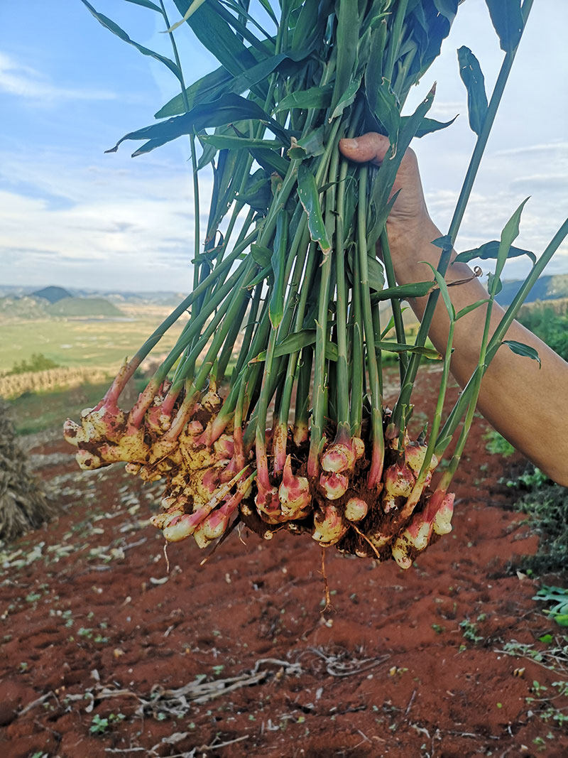 云南小黄黄姜新鲜生姜香辣老姜泡姜菜姜正宗生姜
