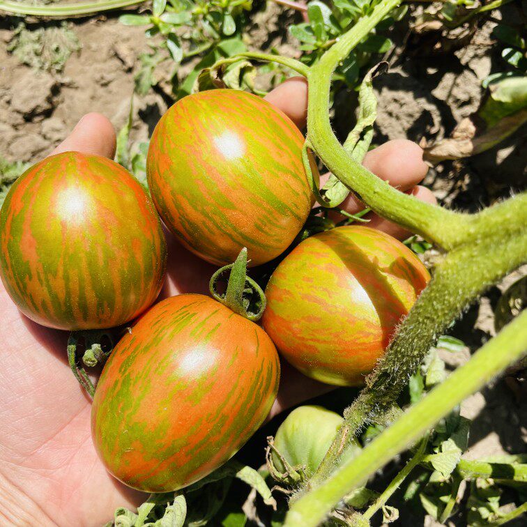 东北北新开园皮球柿子自然农家小院新鲜蔬菜水果柿子