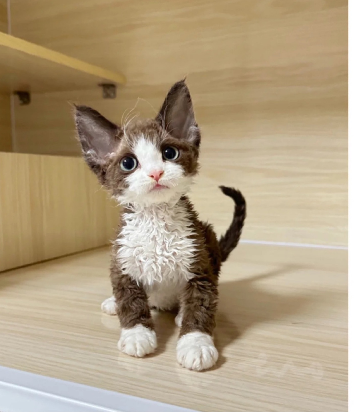 德文卷毛猫幼猫纯种赛级血统宠物猫幼崽不掉毛帝王猫活体猫咪德文