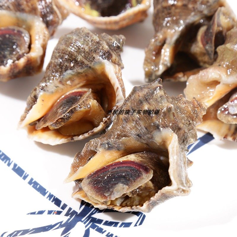 渔民孩子每日现捞鲜活海鲜水产小海螺小红福建海海螺