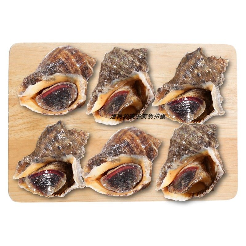 渔民孩子每日现捞鲜活海鲜水产小海螺小红福建海海螺