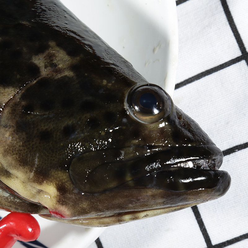 渔民的孩子每日现捕新鲜活海捕海鲜龙胆石斑鱼珍珠龙胆鱼1000g条