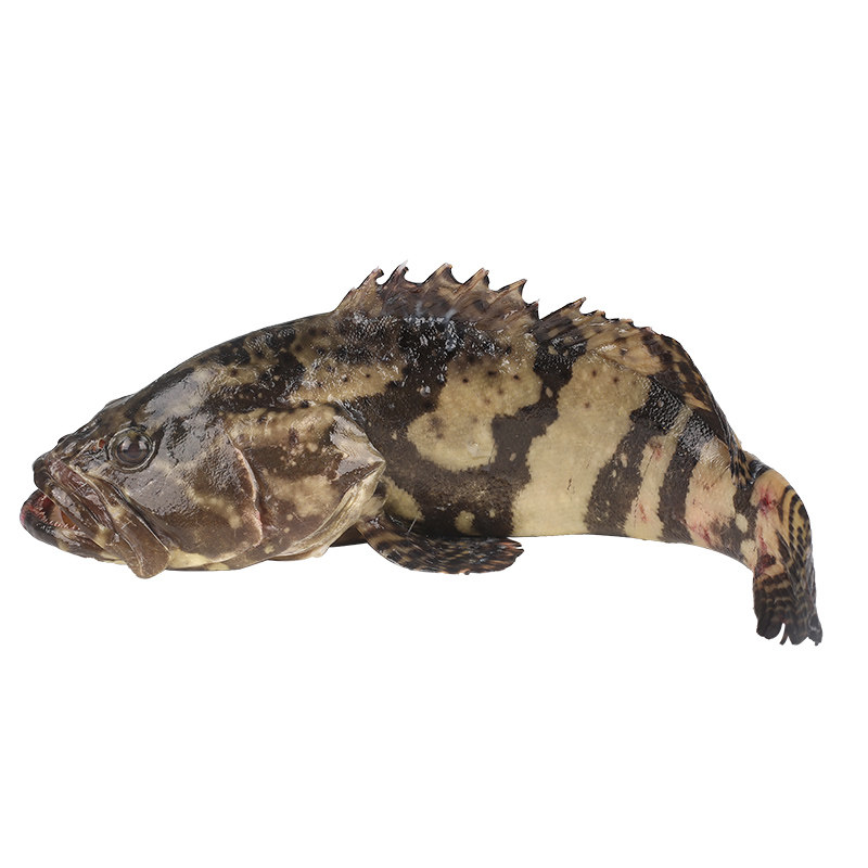 渔民孩子现捕野生海鲜水产1条超3斤新鲜大石斑鱼