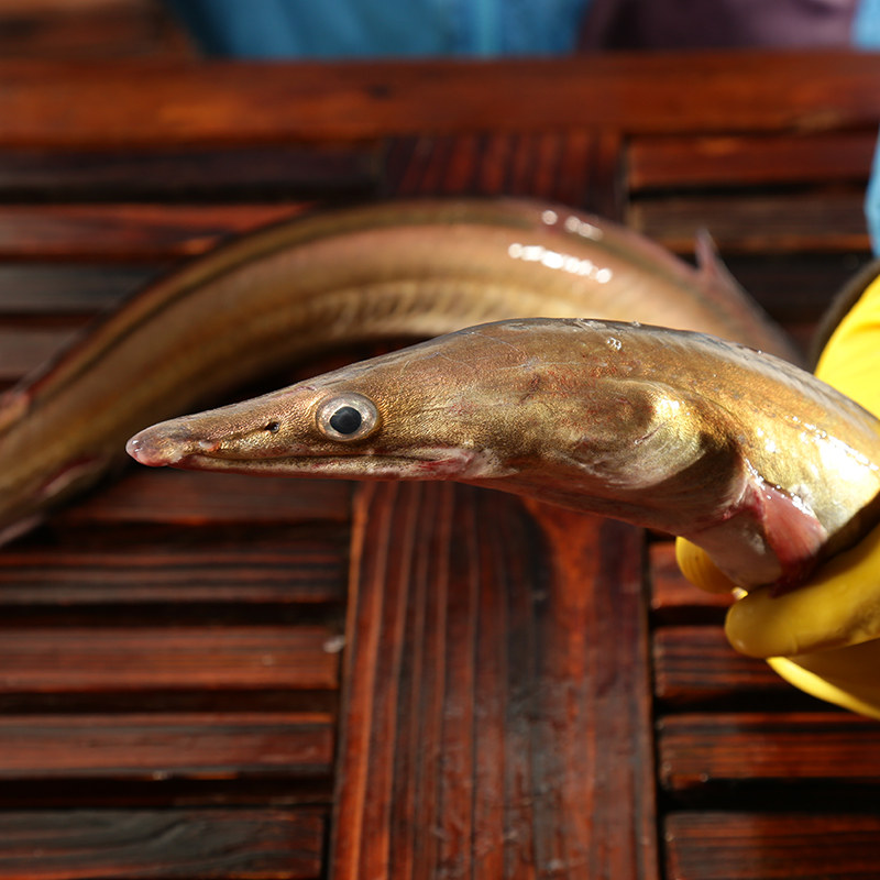 渔民海鲜规格大规500g鳗鱼水产海福建鲜活新鲜活其它